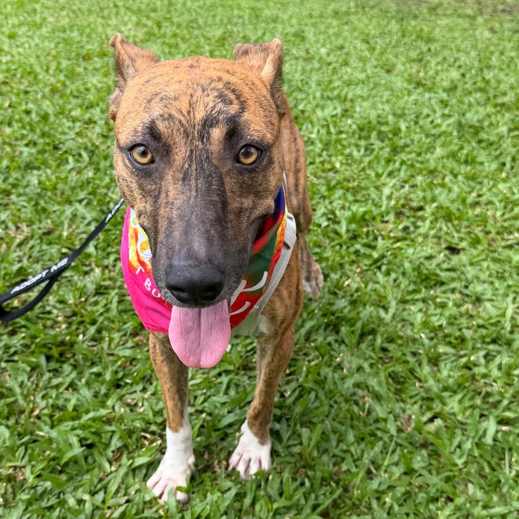 Beauty, Adoptable, Adult Female Mixed Breed.
