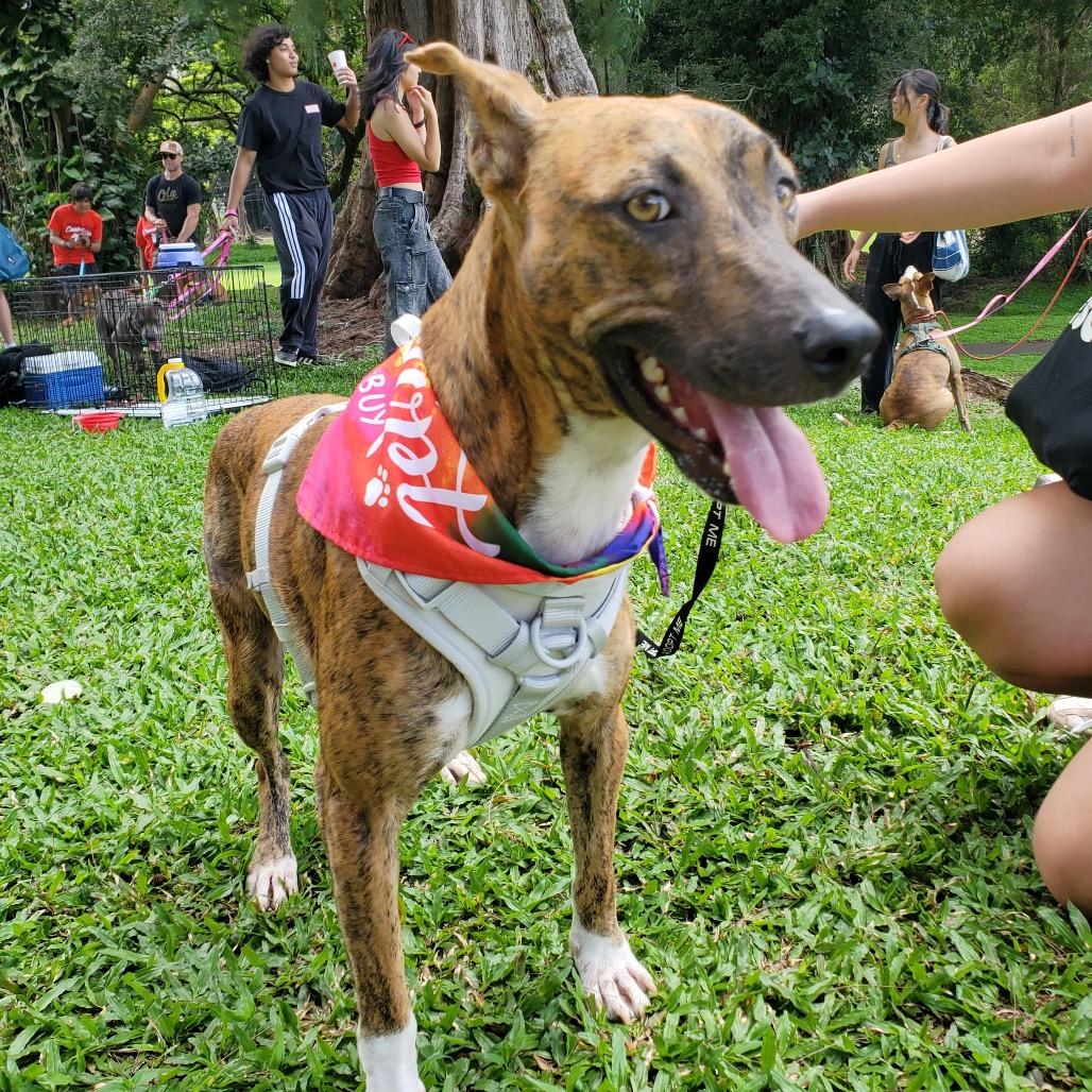 Enlarge Beauty, a Adoptable Mixed Breed in Volcano, HI image 2/6