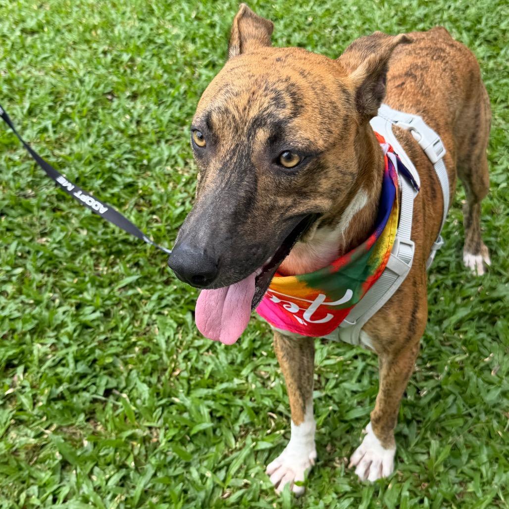 Enlarge Beauty, a Adoptable Mixed Breed in Volcano, HI image 3/6