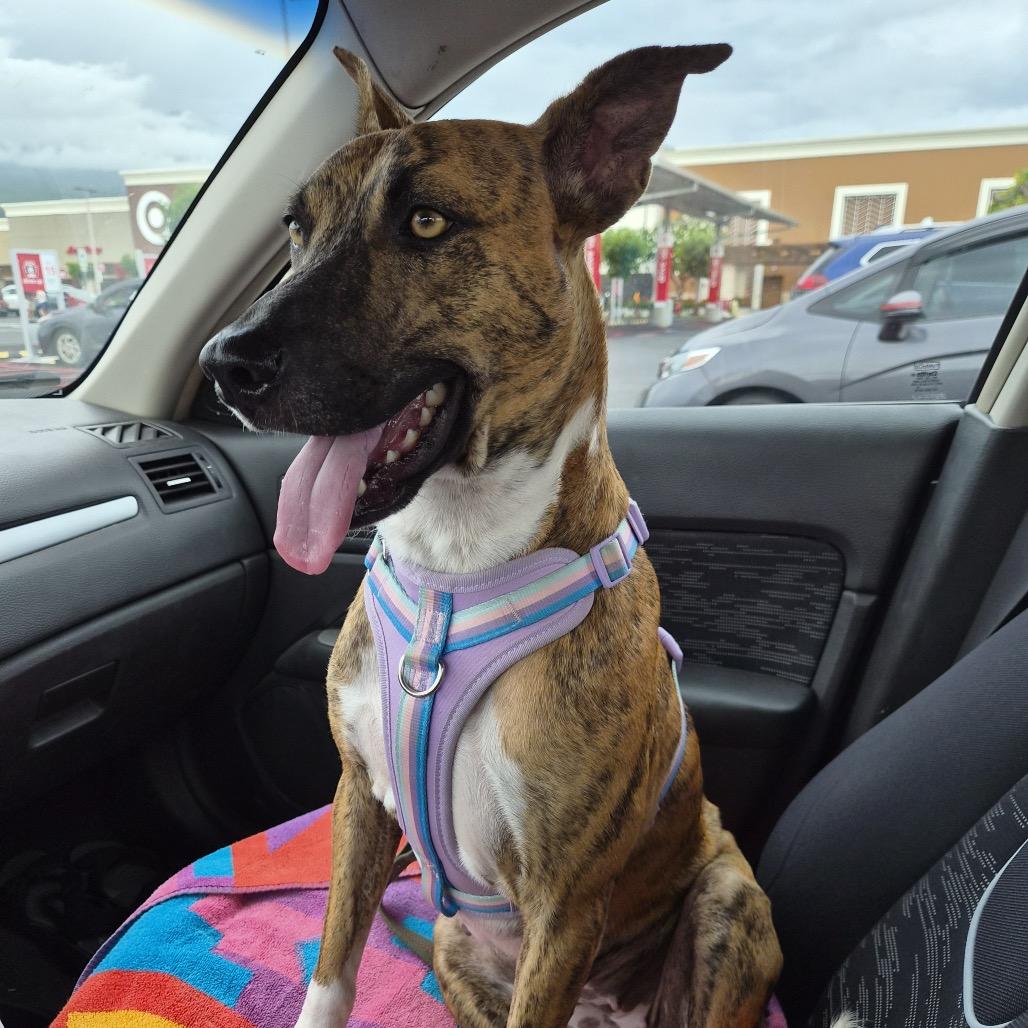 Enlarge Beauty, a Adoptable Mixed Breed in Volcano, HI image 4/6