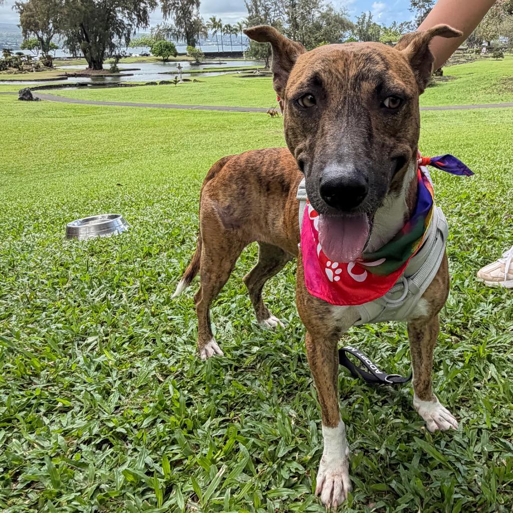 Enlarge Beauty, a Adoptable Mixed Breed in Volcano, HI image 5/6