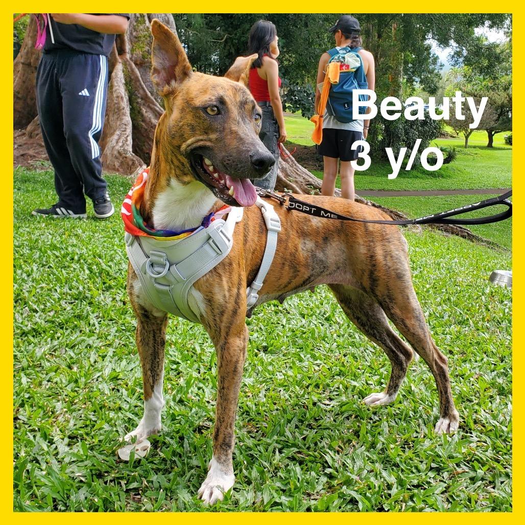 Enlarge Beauty, a Adoptable Mixed Breed in Volcano, HI image 6/6