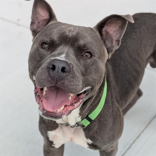Enlarge TUCKER, a Adoptable Pit Bull Terrier in Indianapolis, IN image 1/1