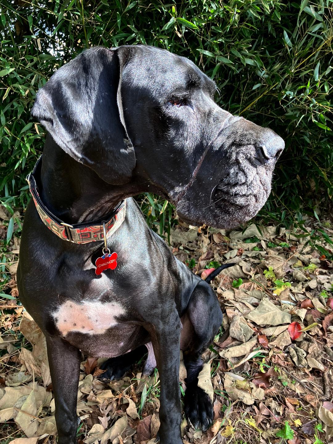 Chauncey thumbnail 2