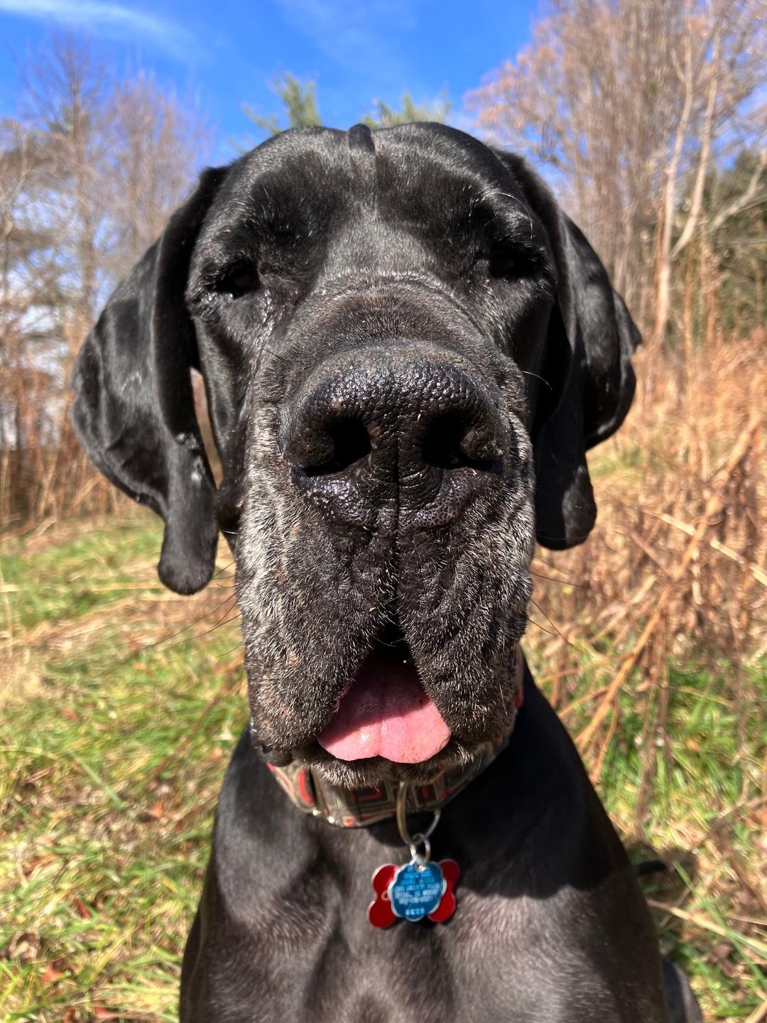 Chauncey thumbnail 3