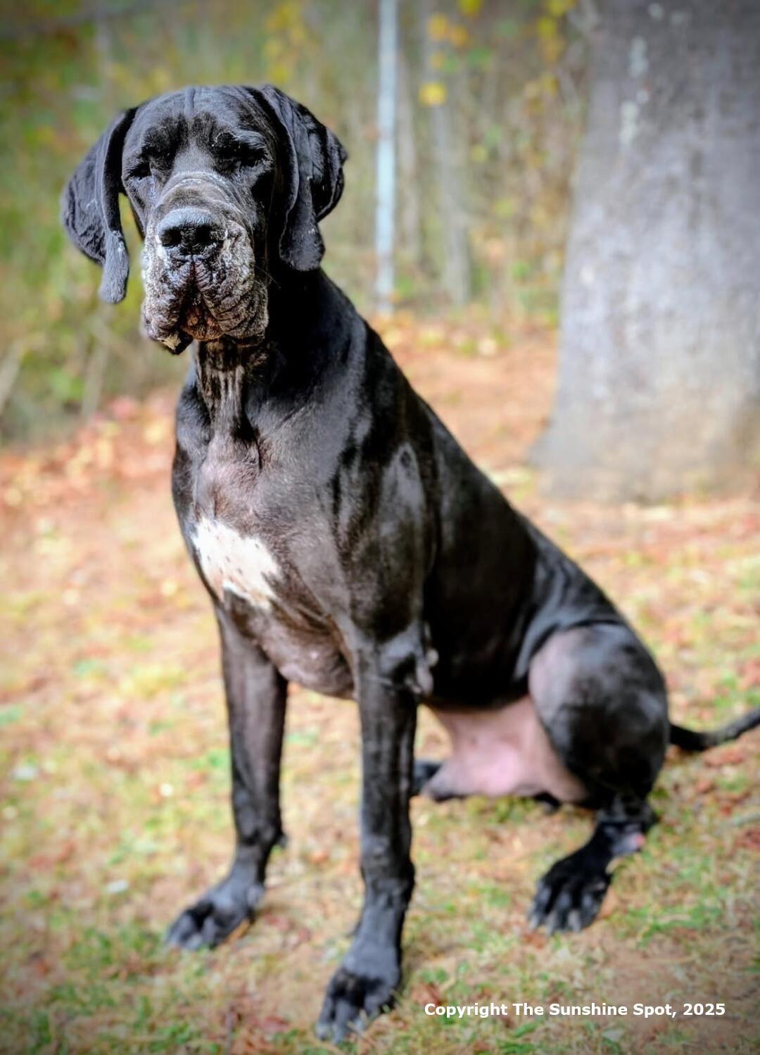 Chauncey thumbnail 4