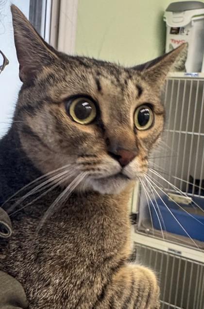 Daytona, Adoptable, Adult Male Domestic Short Hair & Domestic Short Hair.