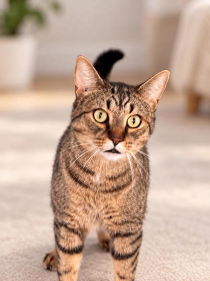 Enlarge Daytona, a Adoptable mixed breed in Erin, ON image 1/2