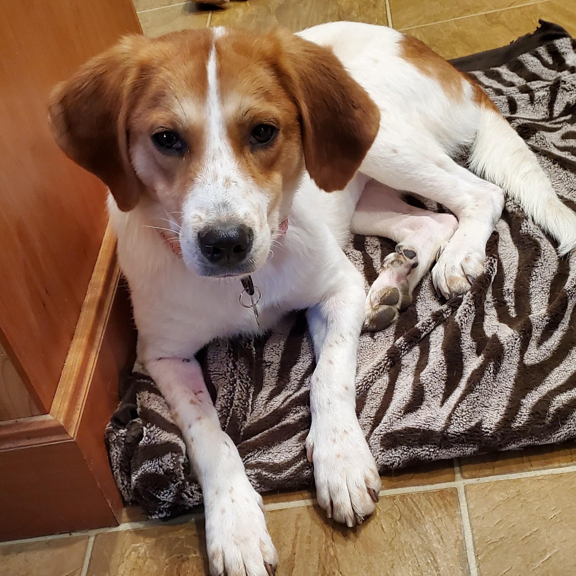 Enlarge Honey, a Adoptable mixed breed in Albany, NY image 1/6