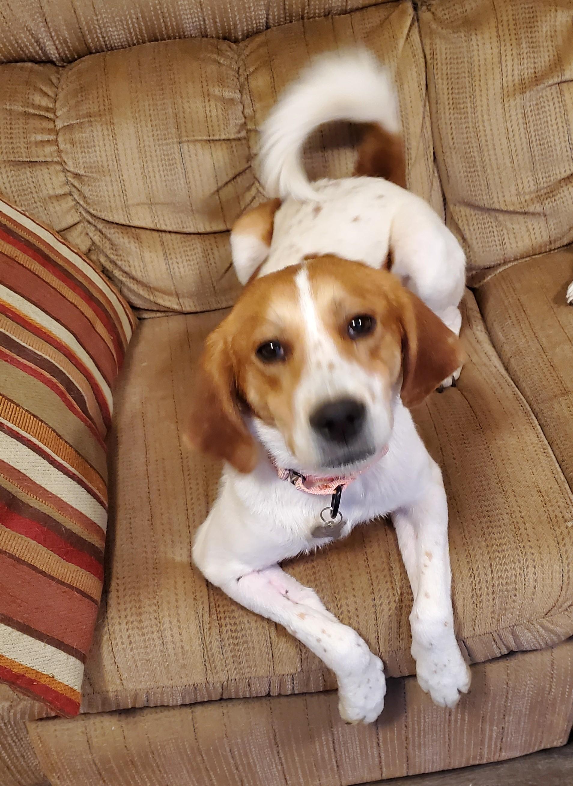 Enlarge Honey, a Adoptable mixed breed in Albany, NY image 5/6