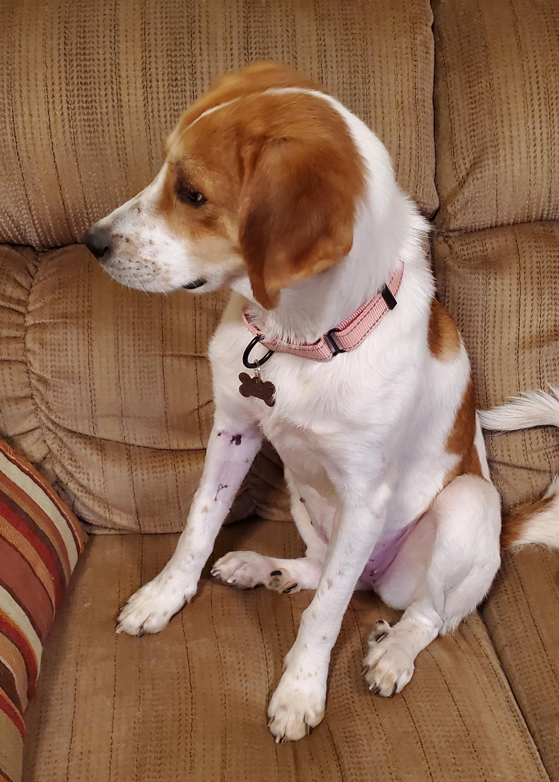 Enlarge Honey, a Adoptable mixed breed in Albany, NY image 6/6