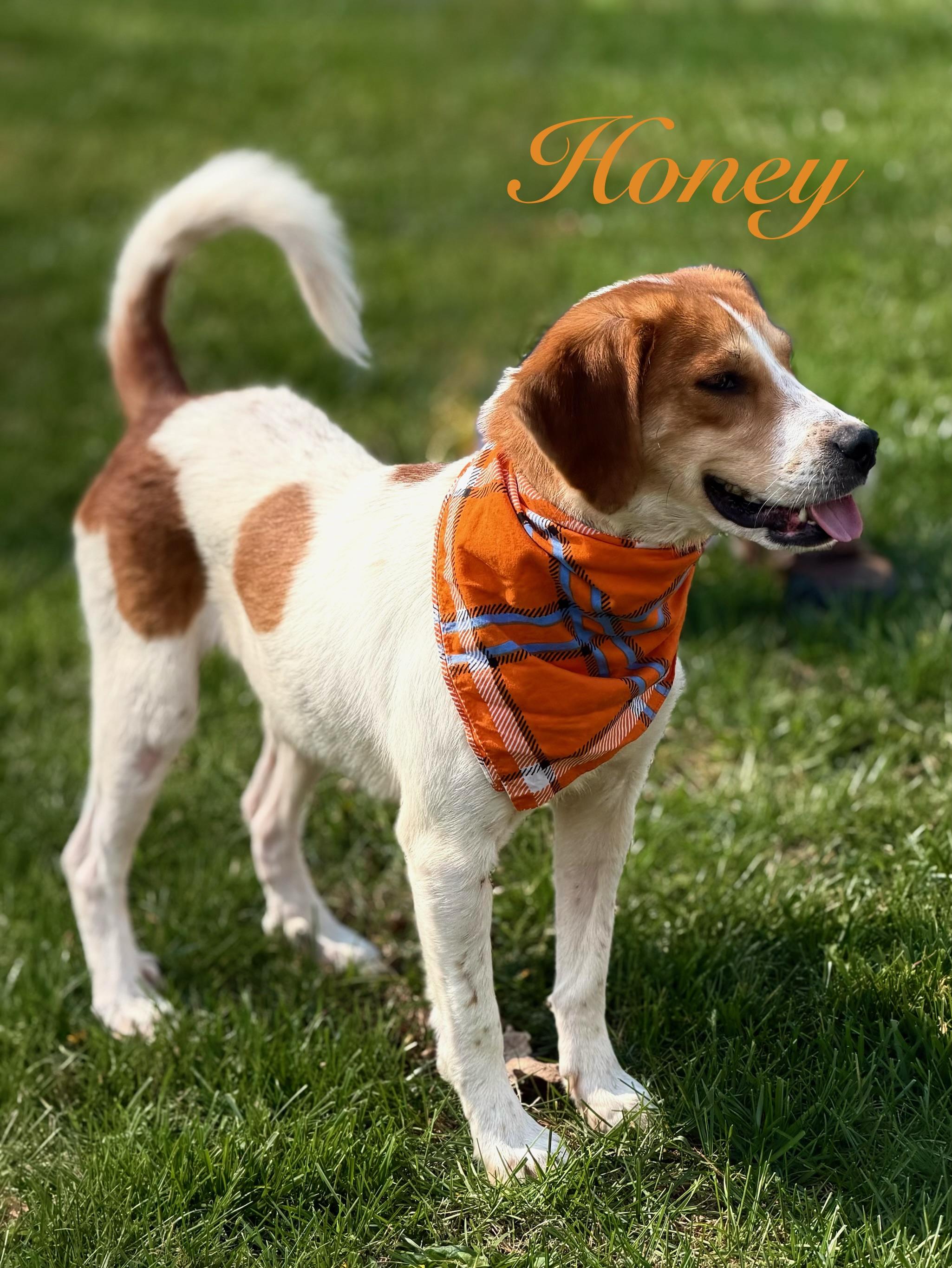 Enlarge Honey, a Adoptable mixed breed in Albany, NY image 3/6