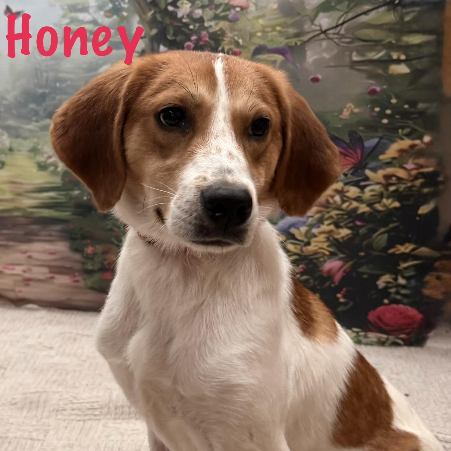 Enlarge Honey, a Adoptable mixed breed in Albany, NY image 2/6