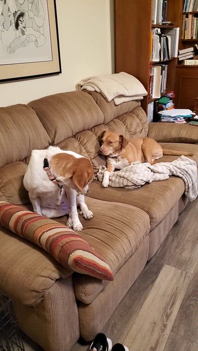 Enlarge Honey, a Adoptable mixed breed in Albany, NY video 4/6