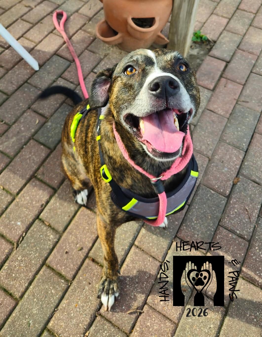 Enlarge Karen, an adoptable mixed breed in Omaha, NE image 5/5