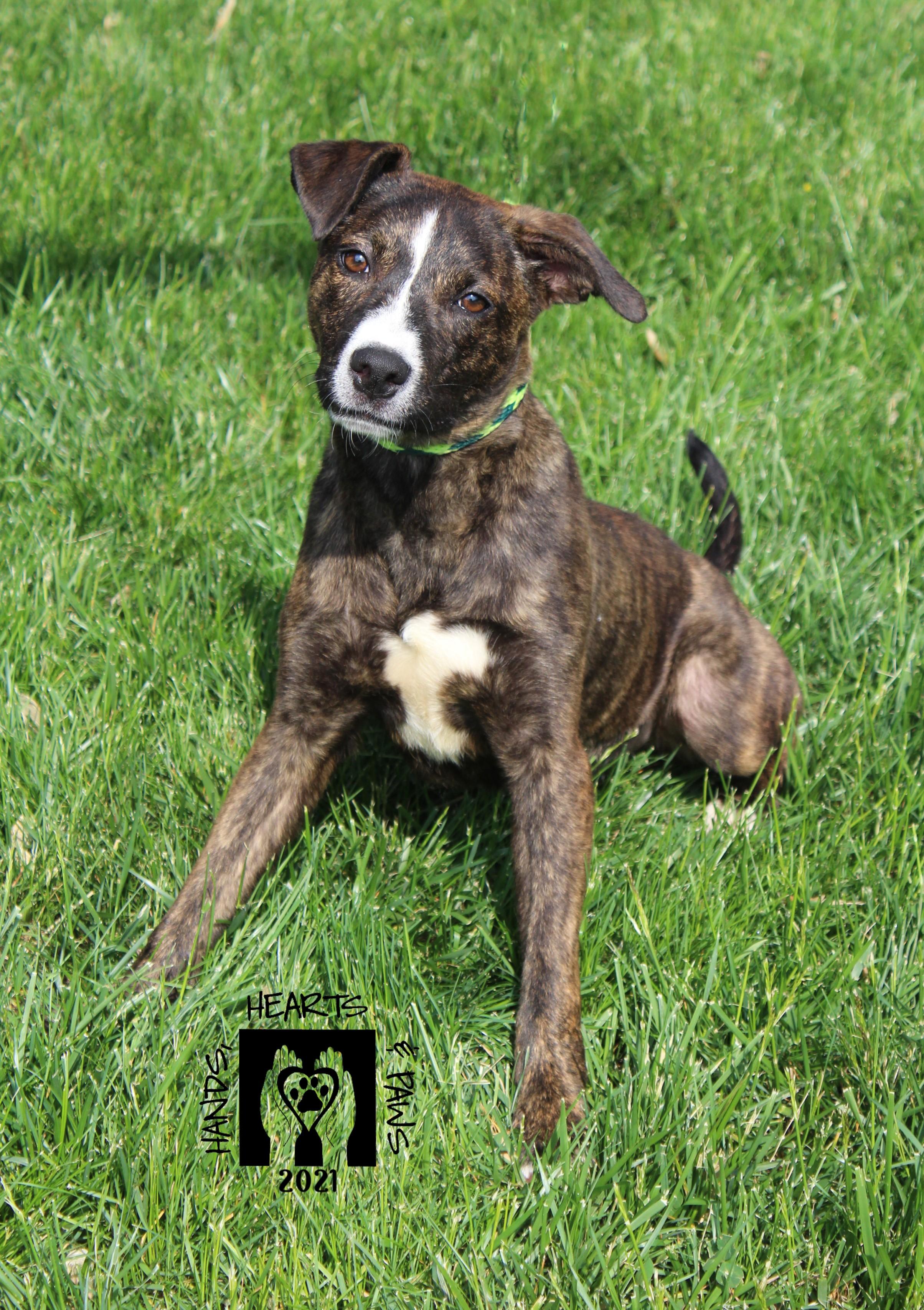 Enlarge Karen, an adoptable mixed breed in Omaha, NE image 2/5