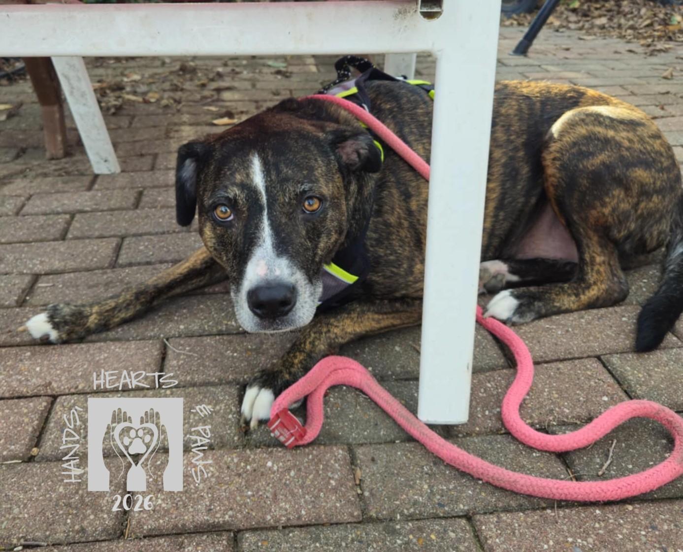 Enlarge Karen, an adoptable mixed breed in Omaha, NE image 4/5