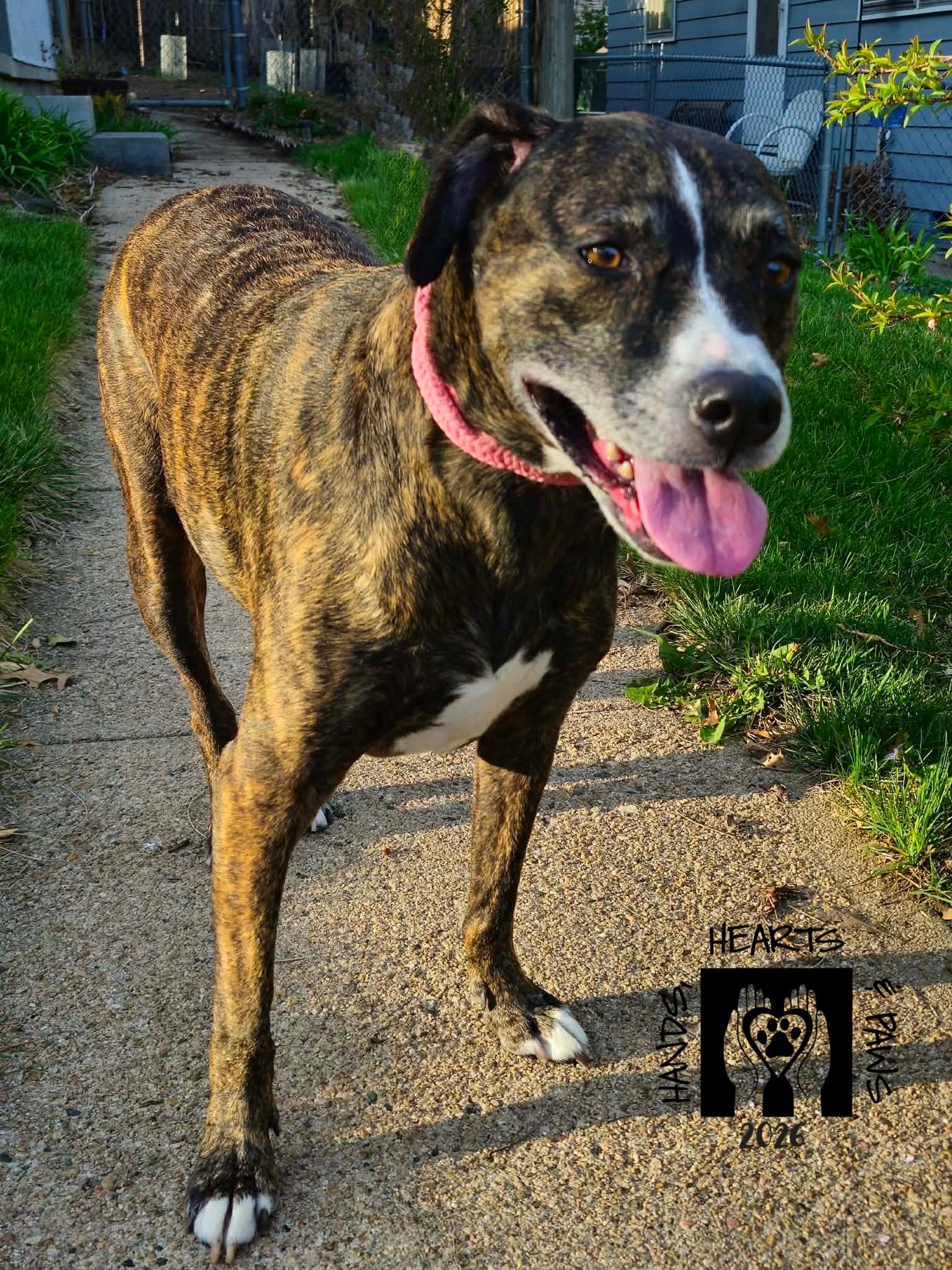 Enlarge Karen, an adoptable mixed breed in Omaha, NE image 3/5