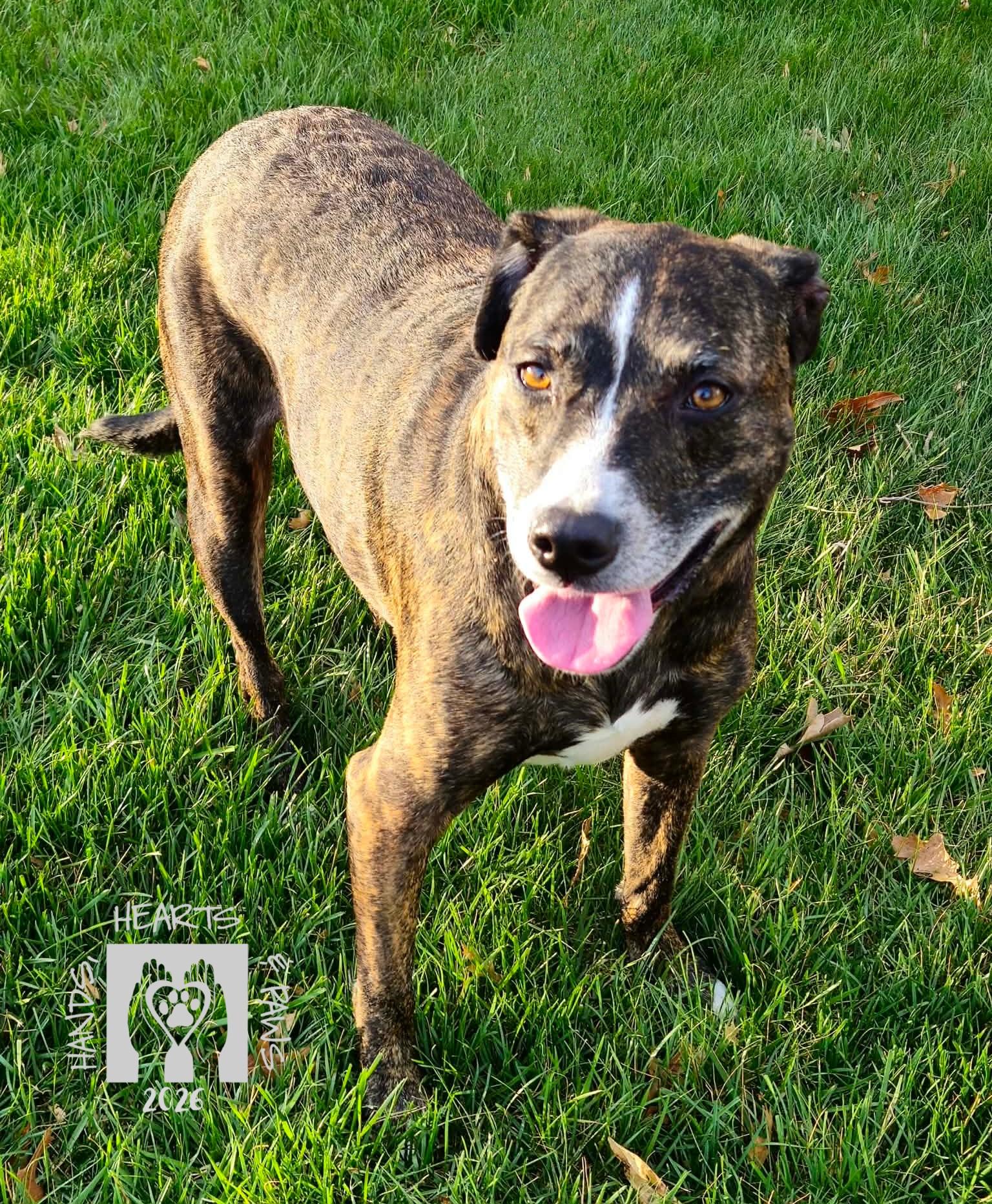 Enlarge Karen, an adoptable mixed breed in Omaha, NE image 1/5