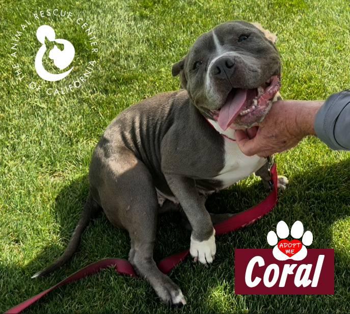 Enlarge Coral, a Adoptable American Bulldog in Coachella, CA image 2/2