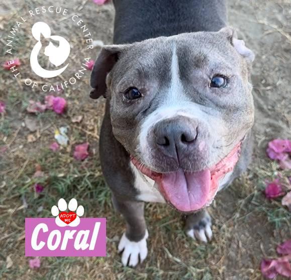 Enlarge Coral, a Adoptable American Bulldog in Coachella, CA image 1/2