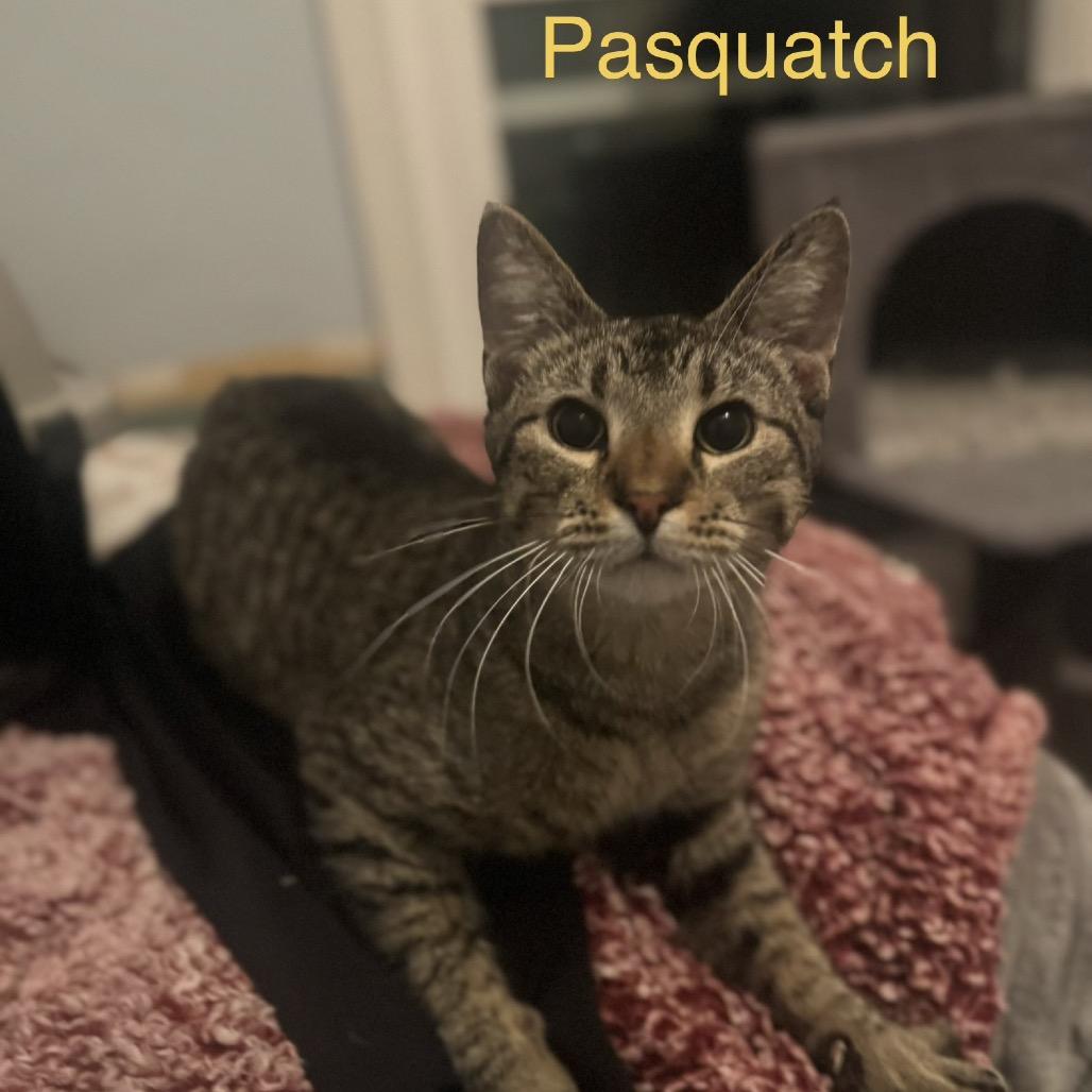 Pasquatch — thumbnail 2
