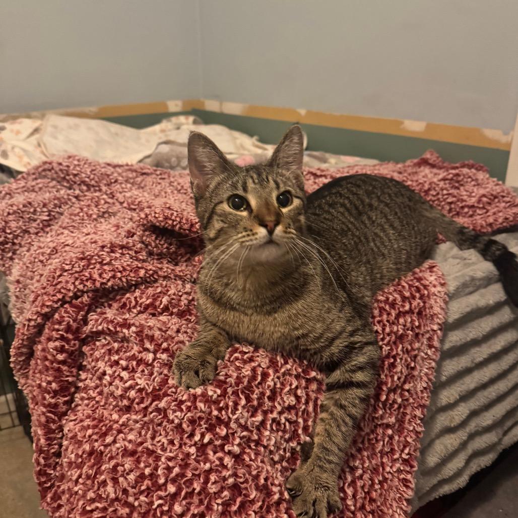 Pasquatch — thumbnail 3