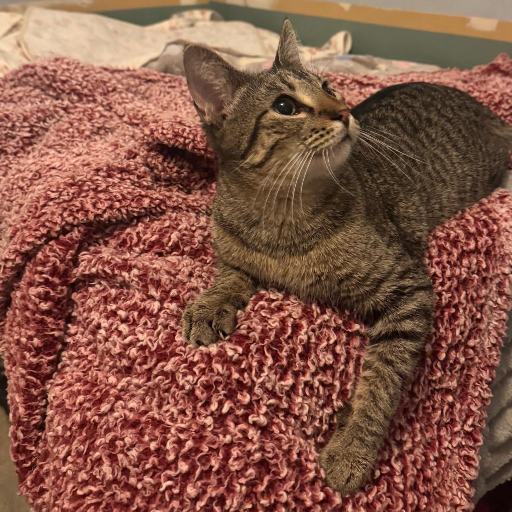 Pasquatch — thumbnail 4