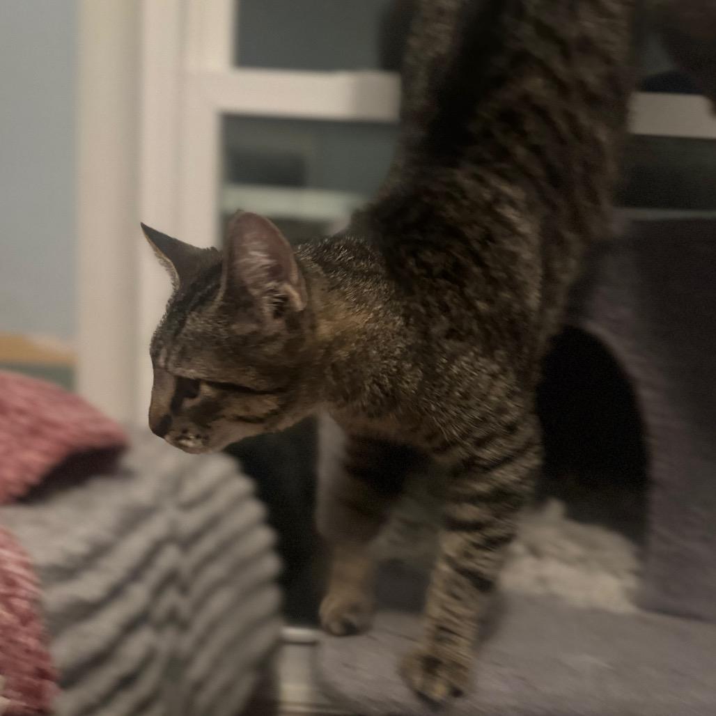 Pasquatch — thumbnail 6