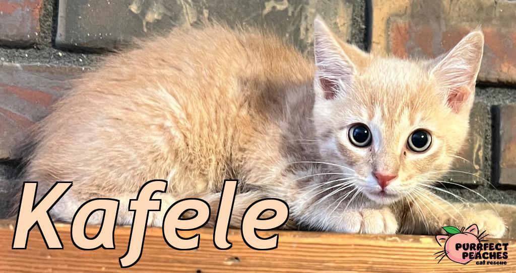 Kafele, a Adoptable mixed breed in Douglasville, GA image 1/2