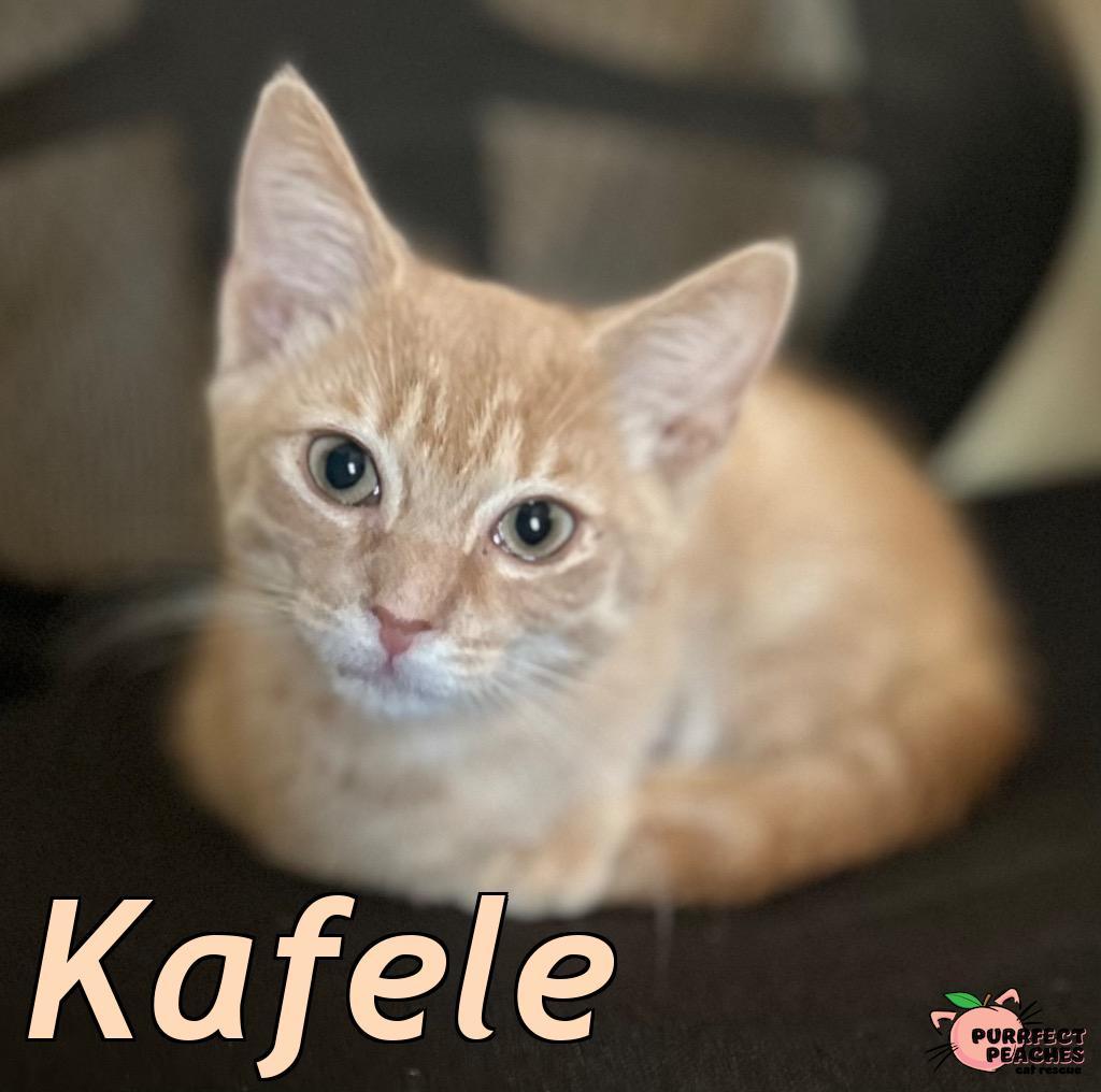 Kafele, a Adoptable mixed breed in Douglasville, GA image 2/2