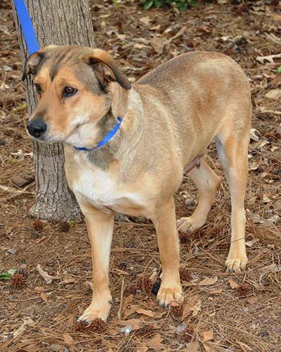 Cookie, a Adoptable mixed breed in Durham, NC image 4/6