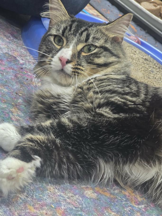 Beanie Weenie- CT ADOPTERS ONLY, a ADOPTABLE Domestic Long Hair in Norwich, CT image 4/5