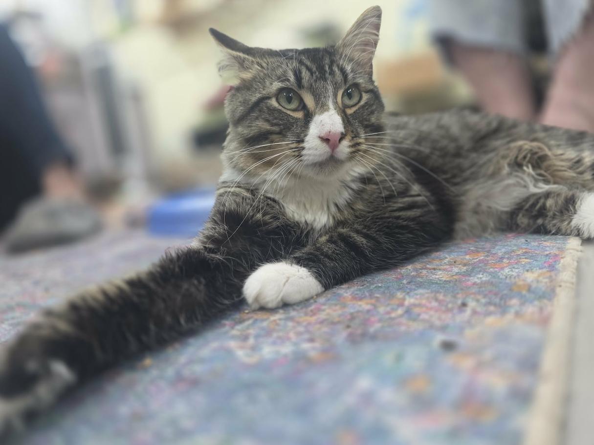 Beanie Weenie- CT ADOPTERS ONLY, a ADOPTABLE Domestic Long Hair in Norwich, CT image 5/5