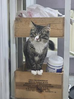 Beanie Weenie- CT ADOPTERS ONLY, a ADOPTABLE Domestic Long Hair in Norwich, CT image 3/5