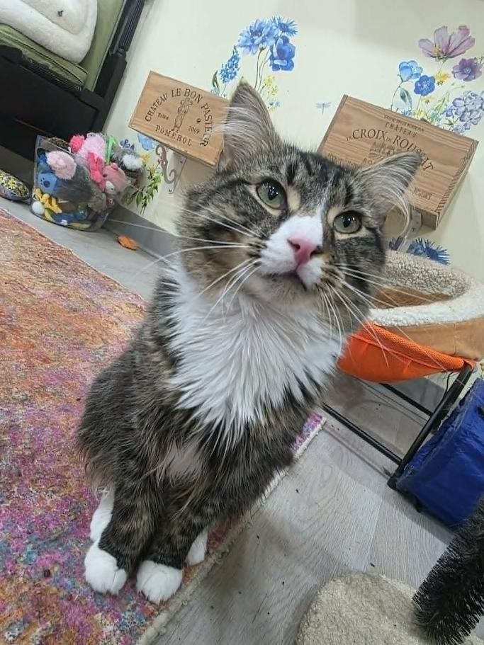 Beanie Weenie- CT ADOPTERS ONLY, a ADOPTABLE Domestic Long Hair in Norwich, CT image 2/5