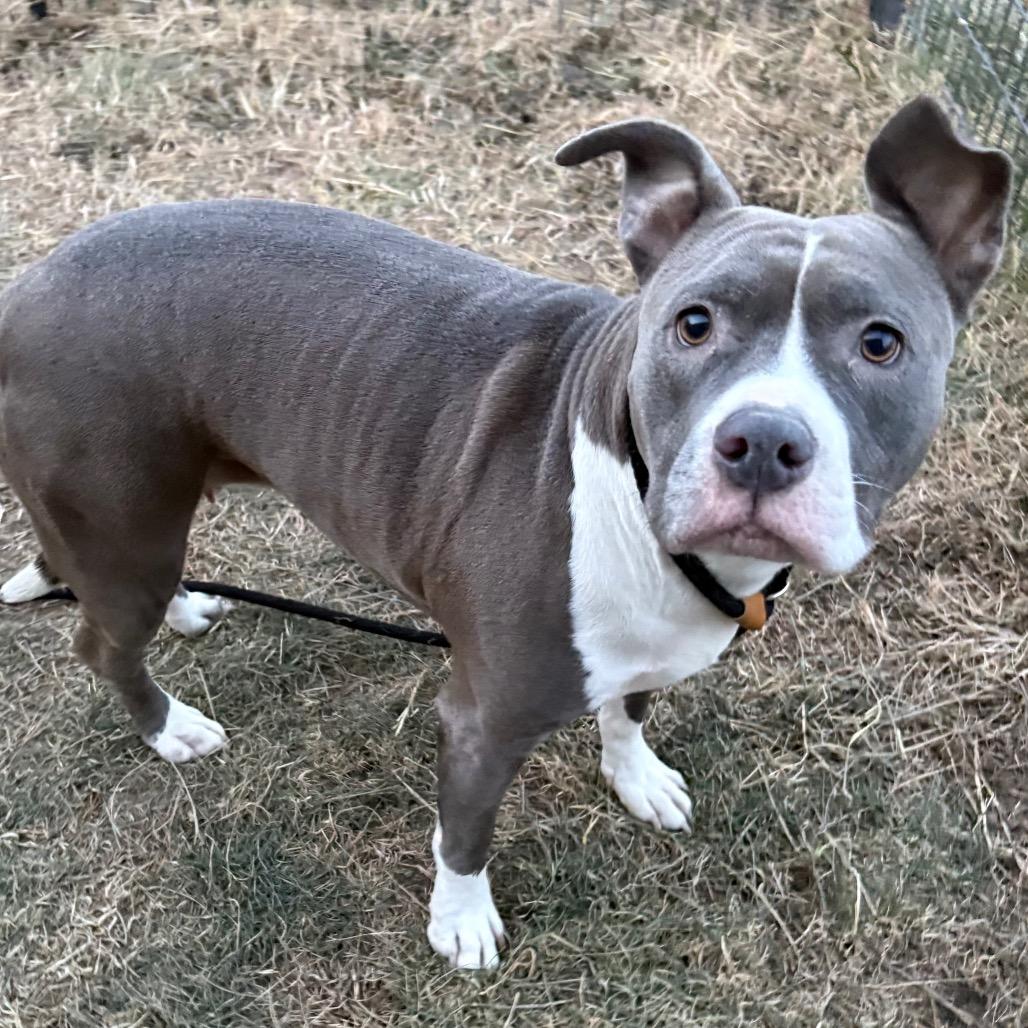 Vendetta, Adoptable, Adult Female Pit Bull Terrier.