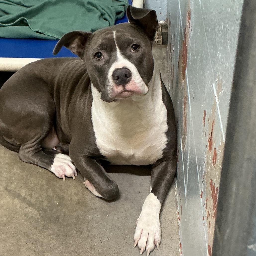 Vendetta, a Adoptable Pit Bull Terrier in St Joseph, MO image 2/2