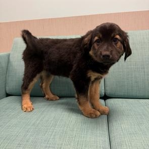 Enlarge Peet , a Adoptable mixed breed in Lindenhurst, NY image 1/1