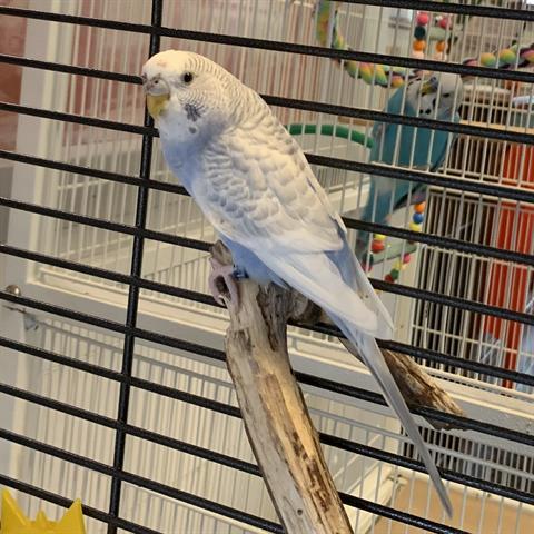 Enlarge ANGEL, a Adoptable Parakeet (Other) in Boston, MA image 1/1