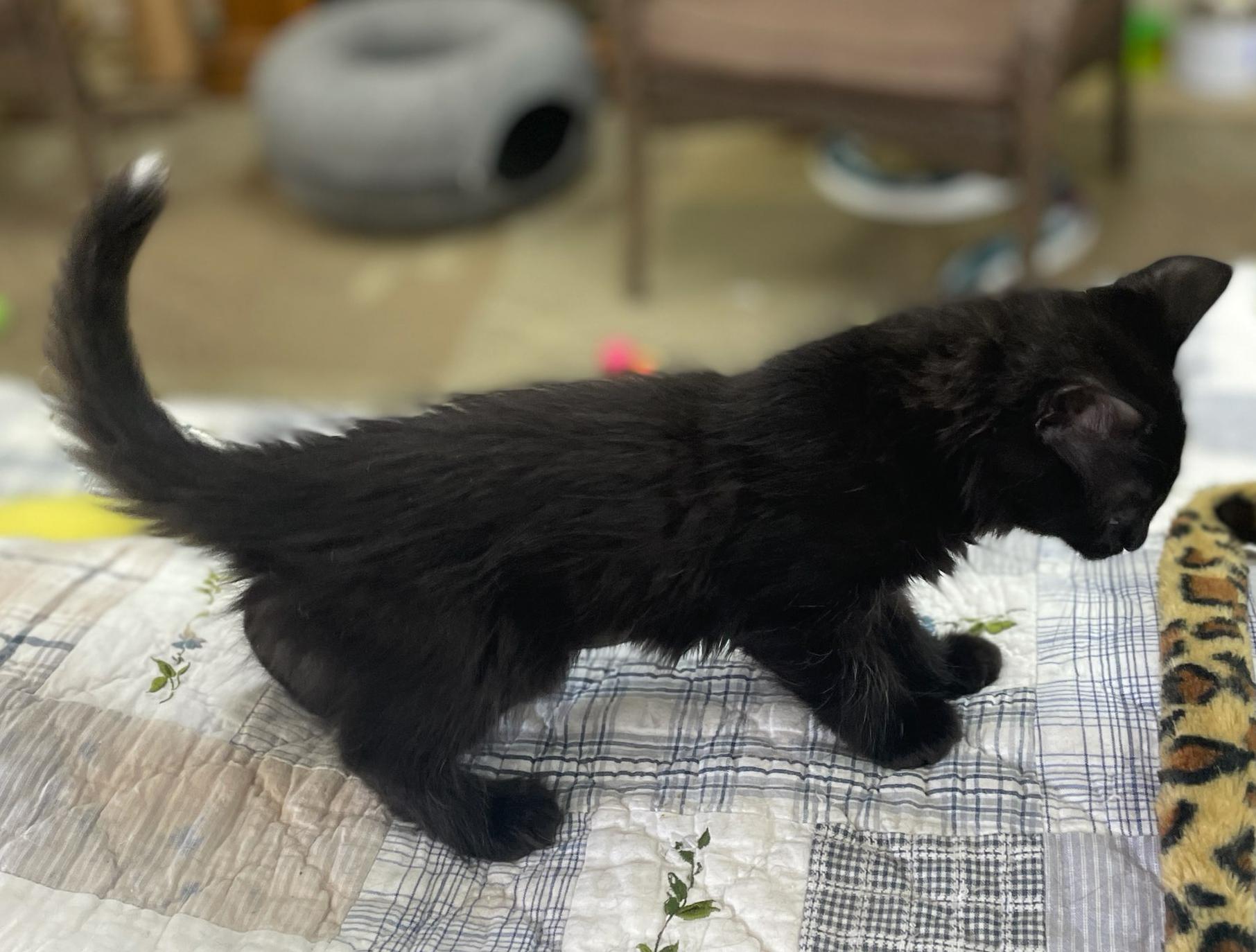 Enlarge Alfalfa, an adopted Domestic Short Hair in Neillsville, WI image 4/6