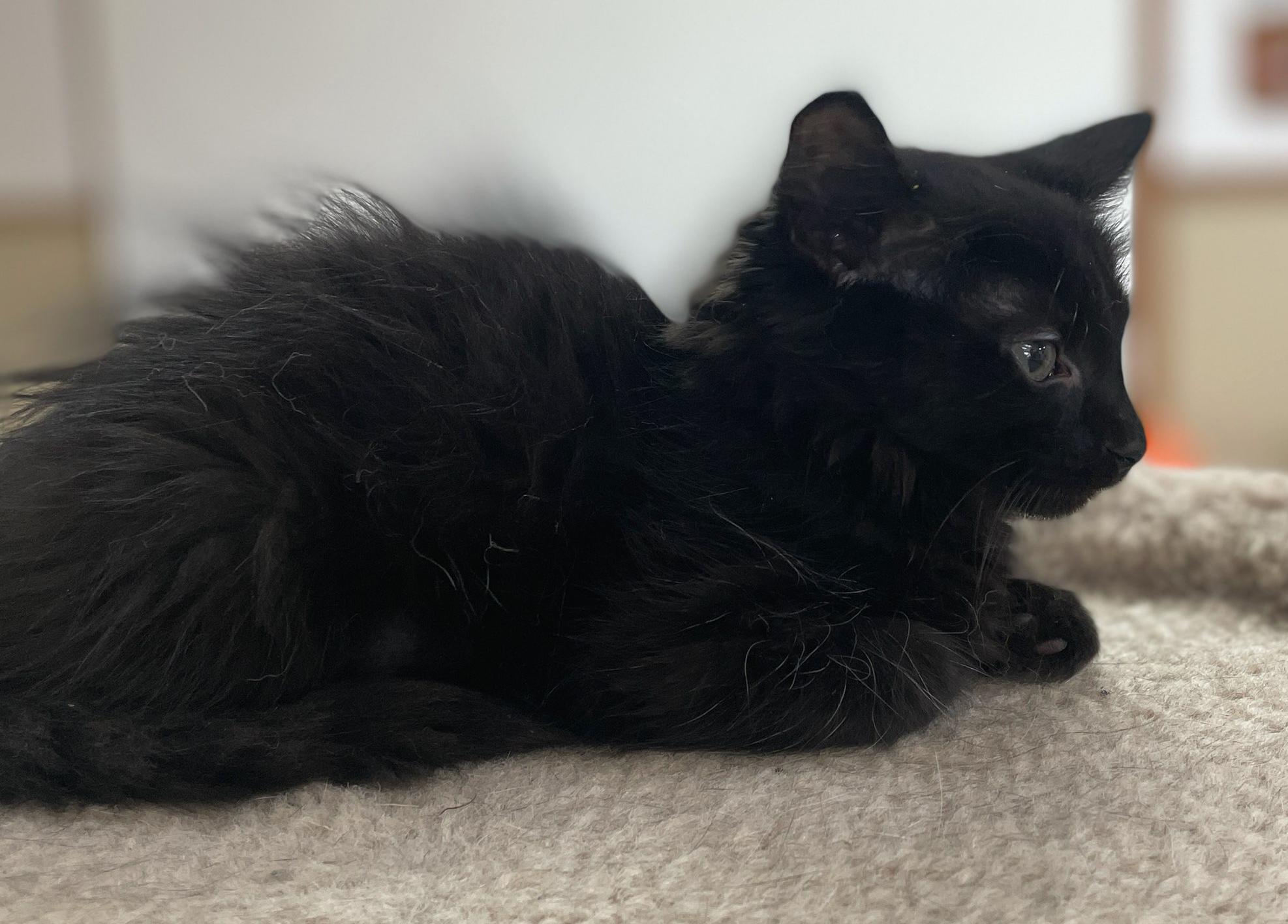 Enlarge Alfalfa, an adopted Domestic Short Hair in Neillsville, WI image 5/6