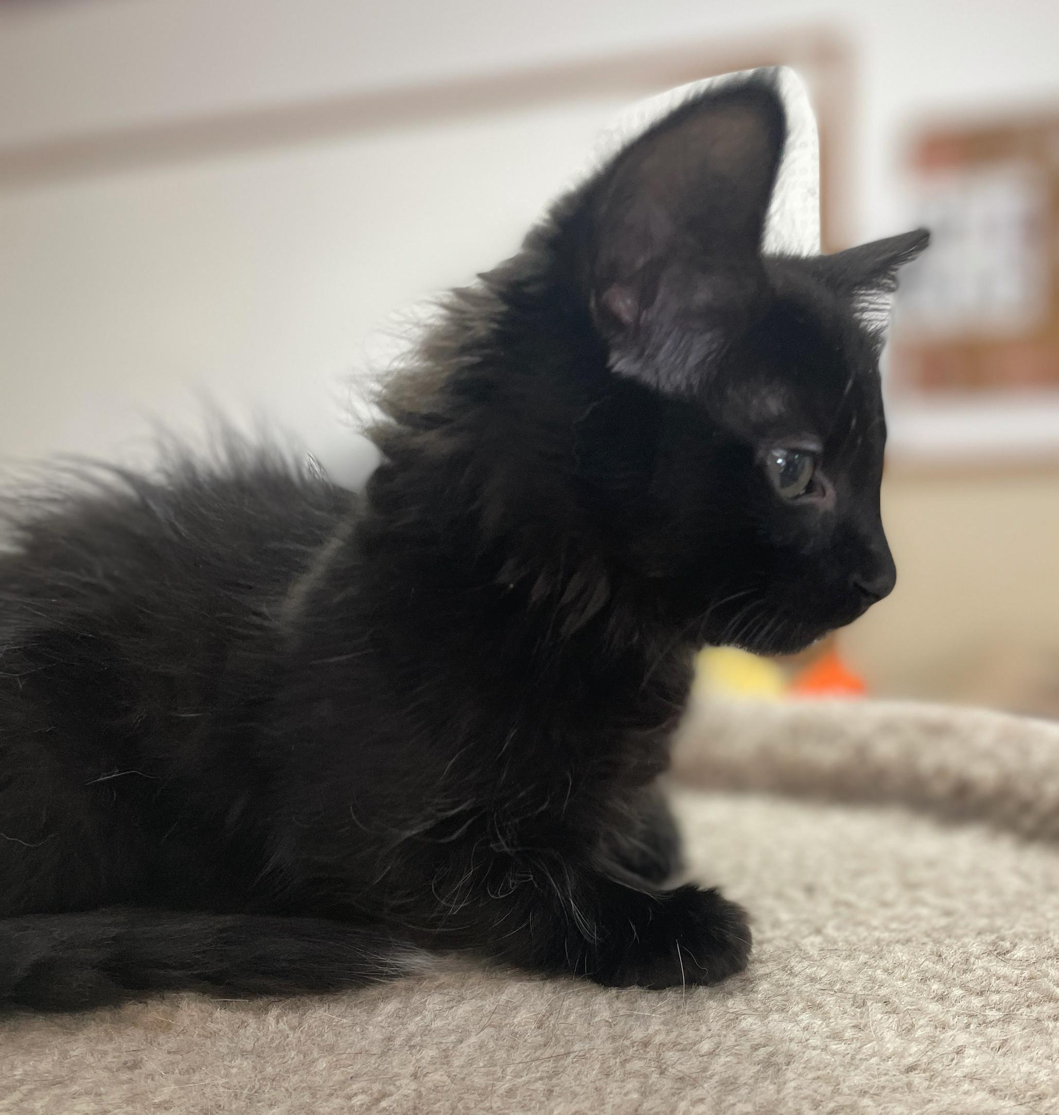Alfalfa, adopted, Kitten Female Domestic Short Hair.
