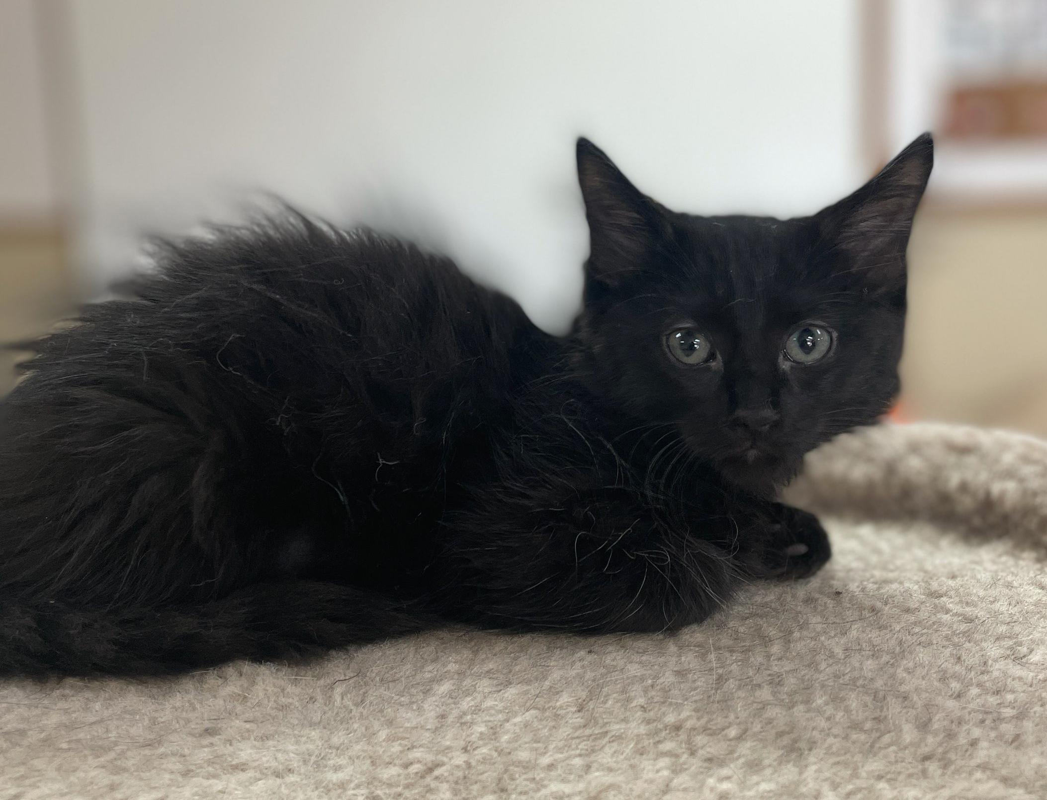 Enlarge Alfalfa, an adopted Domestic Short Hair in Neillsville, WI image 6/6