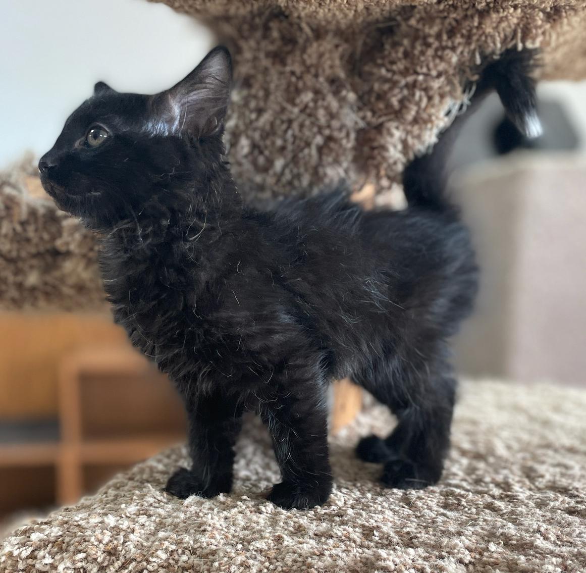 Enlarge Alfalfa, an adopted Domestic Short Hair in Neillsville, WI image 2/6