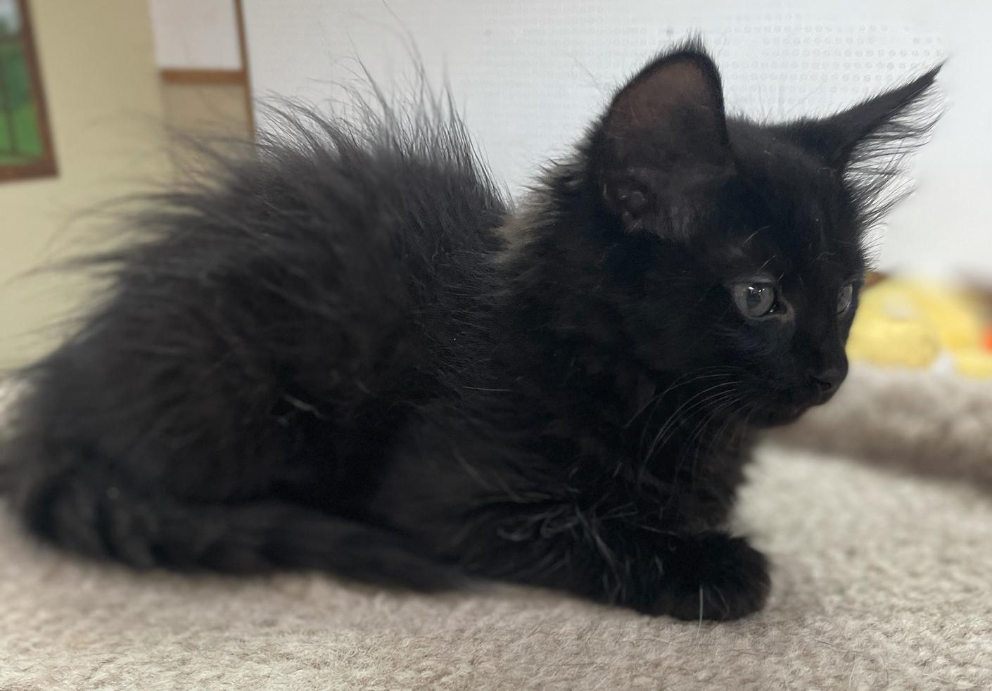 Enlarge Alfalfa, an adopted Domestic Short Hair in Neillsville, WI image 3/6