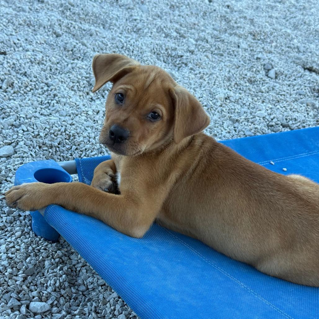 Maroon, Adoptable, Puppy Male English Setter & Mixed Breed.