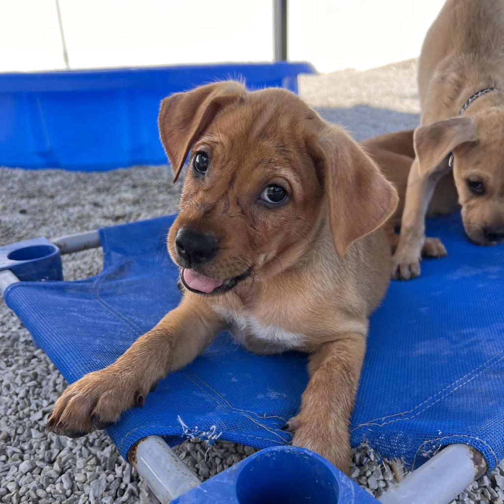 Enlarge Maroon, a Adoptable mixed breed in St. Peters, MO image 2/6