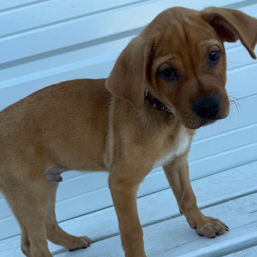 Enlarge Maroon, a Adoptable mixed breed in St. Peters, MO image 3/6