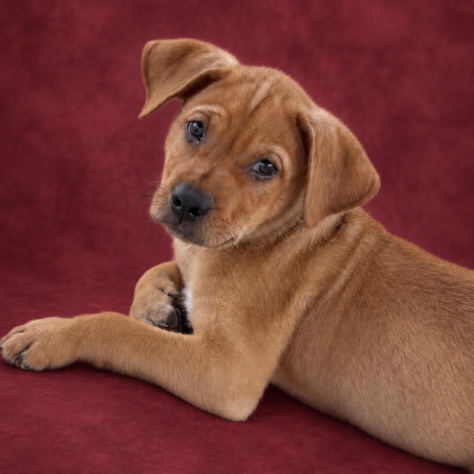 Enlarge Maroon, a Adoptable mixed breed in St. Peters, MO image 4/6